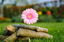 Ai sinh vào 5 ngày Âm lịch này, năm 2024 kiếm tiền đầy túi