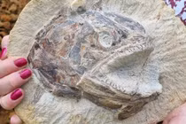 Đào trang trại, quái vật 183 triệu tuổi hiện ra như mới chết