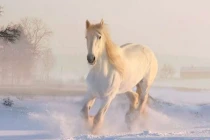 Tháng 11 Âm ai đen mặc ai: 4 tuổi bước chân ra là thấy tiền