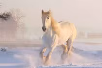 Tháng 11 Âm ai đen mặc ai: 4 tuổi bước chân ra là thấy tiền