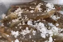 3 mẹo bảo quản tôm tươi ăn cả năm, cách cuối không ai ngờ 