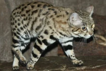 Choáng ngợp trước sức mạnh của những loài mèo lớn nhất thế giới