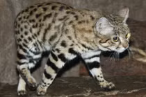 Choáng ngợp trước sức mạnh của những loài mèo lớn nhất thế giới