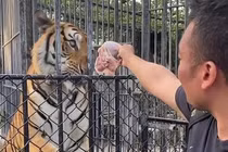 Lãnh hậu quả vì đột nhập sở thú để cho “hổ bị bỏ đói" ăn