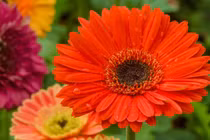 Trẻ có giờ sinh này may mắn đầy tay, trưởng thành vượng tài lộc