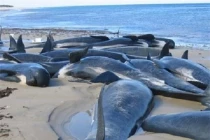 Bí ẩn hàng loạt vụ động vật 'chán đời' tự tìm đến cái chết