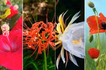 4 loại hoa tuy đẹp nhưng người xưa bảo để trong nhà 