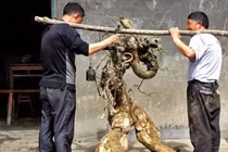 Củ sắn to bằng người lớn, qua tay giá tăng 40 lần