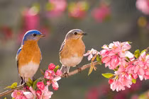 Người sinh tháng Âm lịch này, đổi đời trong chớp mắt đúng tháng 3 Âm