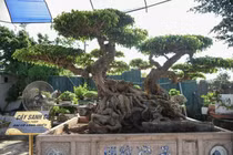 Cận cảnh cây sanh trăm tuổi giá 70 tỷ đồng vẫn không bán