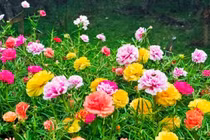 5 loại chậu hoa cây cảnh dễ trồng nở hoa quanh năm 