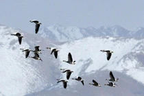 Loài chim nào có thể bay qua được đỉnh Everest? 