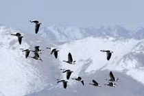 Loài chim nào có thể bay qua được đỉnh Everest? 