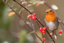 Sinh vào ngày Âm lịch này vận mệnh may mắn, cuộc sống thuận lợi 