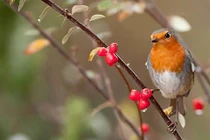 Sinh vào ngày Âm lịch này vận mệnh may mắn, cuộc sống thuận lợi 