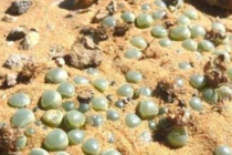 Du khách đến châu Phi phát hiện dưới đất nhiều 'ngọc thạch'