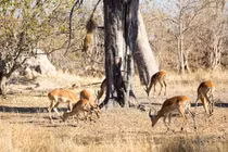 Phục kích trên cây, báo phi thân xuống đất tóm gọn linh dương