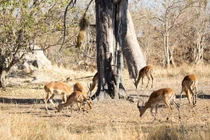 Phục kích trên cây, báo phi thân xuống đất tóm gọn linh dương