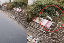 Video: Báo vào thành phố bắt trộm chó của dân 