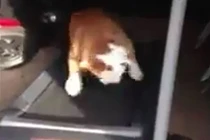 Video: Chú cún đáng yêu trổ tài chạy bộ trên máy 