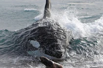 Tại sao cá voi sát thủ mẹ có xu hướng thiên vị đứa con trai?