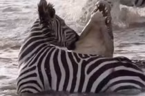 Bị tấn công, ngựa vằn quay đầu "nựng yêu" má cá sấu khổng lồ