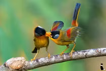 Ai sinh tháng Âm lịch này, năm nay sự thành danh toại