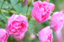 Bước vào tuổi trung niên, ai “tránh” được 4 điều này sẽ sống hạnh phúc