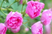 Bước vào tuổi trung niên, ai “tránh” được 4 điều này sẽ sống hạnh phúc