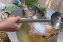 Món cá "nằm võng" tốn 5 lít dầu, chế biến 10 tiếng ở Thái Bình