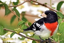 Sinh ngày Âm lịch này không làm mất lòng ai, tài lộc không cạn