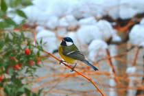 Sinh tháng Âm lịch này kiên định mục tiêu, nhất định thắng lợi