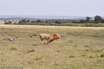 Không màng nguy hiểm, báo săn mẹ đánh đuổi sư tử 