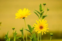 4 con giáp may mắn thoát nghèo trong năm mới Nhâm Dần 