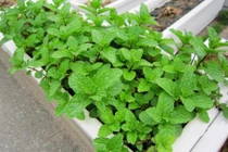 Loại rau nên trồng ở ban công tốt cho sức khỏe, ngừa ung thư