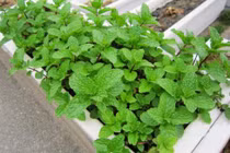 Loại rau nên trồng ở ban công tốt cho sức khỏe, ngừa ung thư