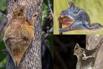 Việt Nam có loài sinh vật kỳ dị bậc nhất thế giới