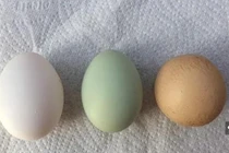 Quả trứng gà tròn trịa như quả bóng, 1 tỷ quả có 1