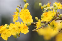 3 con giáp có quý nhân phù trợ, đón năm mới đủ đầy