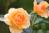 Người sinh vào 3 khung giờ này mang số mệnh vàng mười