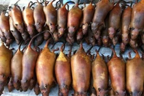 Loài bẩn thỉu ai gặp cũng đuổi, là đặc sản nhà giàu săn lùng