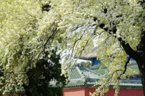 3 cây trồng trong sân, vận khí thất thoát, không nghèo cũng xui xẻo