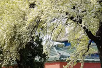 3 cây trồng trong sân, vận khí thất thoát, không nghèo cũng xui xẻo