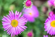 3 con giáp được quý nhân ủng hộ, tài sản cứ vơi lại đầy