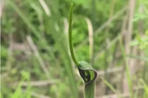 Cỏ độc “dị dạng” mọc đầy ở quê, giá gần 2 triệu/kg