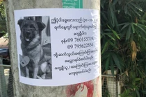 Thấy chân dung trên tờ rơi tìm chó lạc, boss ung dung chờ sen đón