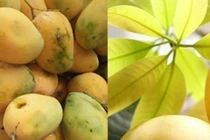 Xoài chín ép bằng hoá chất, nhìn cuống có đặc điểm này