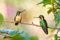 Tháng "củ mật", 3 con giáp không thiếu tiền tiêu, rạo rực đón Tết