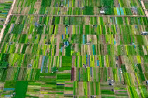 Khách Tây trồng rau sạch tại ngôi làng hơn 400 năm tuổi ở Hội An