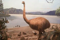 Loài chim lớn nhất thế giới: Không phải đà điểu!